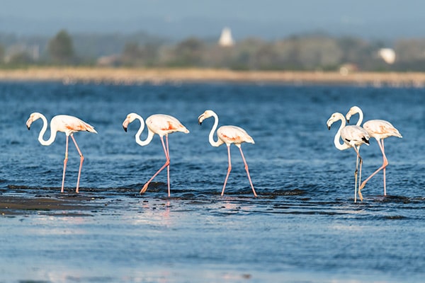 flamingos na ria de aveiro